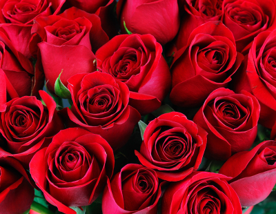 Beställ blommor till begravning Enhörna - Begravningsbyrå Enhörna - Södertälje Begravningsbyrå Enhörna - Begravningar Enhörna Beställ blommor till begravning Enhörna - Begravningsbyrå Enhörna - Södertälje Begravningsbyrå Enhörna - Begravningar Enhörna